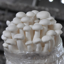 Mushroom culture Mushroom cultivation package Mushroom culture package Chicken vertical bacteria culture Family planting edible mushroom seed culture package