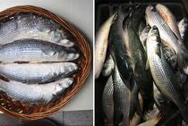 2 pieces of Shunfeng Chaoshan specialty Chaozhou cold fish rice (sea mullet) instant vacuum 1