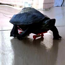 Alloy turtle scooter finger scooter toy mini desktop toy decompression fingertip rocker childrens toys