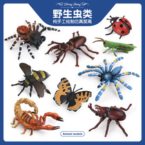 Childrens simulation insect model toy animal butterfly bee scorpion grasshopper mantis Spider monitor lizard cognition