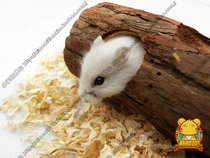 AM091 cylindrical Log Hamster House hamster drill hole toy molars wooden toy wooden house hamster toy