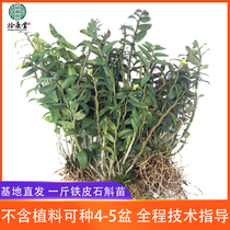 Yanslut Mountain Dendrobium Candidum to eat fresh strips of Leqing Tin Miao planted with planting Miao stone dendrobium Lanpot Flower