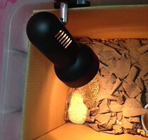 Warm light kennel animal warm home heating lamp energy saving dog cage heating pet heating lamp dog warm