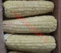  New bulk Northeast frozen sticky waxy and slightly sweet white corn sticks 40 18-20 white waxy corn sticks