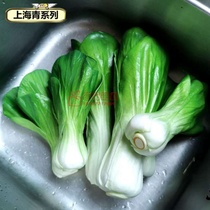 Simulation Vegetable Model Props Toddler Toddler Teaching Aids Aggravating Fruit And Vegetable Swing Windows Mall-like plate Room Decoration