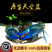 Native Sky Blue Magic Shrimp Ornamental Pet Shrimp Bully Water Group Cold Water Freshwater Artificial Lobster Water Grass Vat Shrimp Living