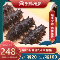 Mingwei Dalian wild instant sea cucumber Changdao fresh Liaoshen sea seepage fresh food flagship store sea cucumber 500g