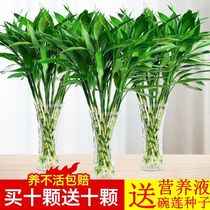 Rich bamboo hydroponic plants potted green plants flowers indoor flowers living room water green transfer bamboo high