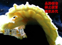 Wangyin Furry Nourishing 300 gr Looking for the Yinfuri fruit and the Chinese wolfberry