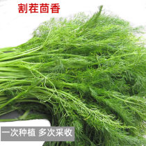 Four seasons cumin seed seeds cut stubble fennel seedlings autumn balcony potted vegetable seeds