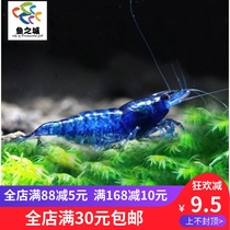 Sapphire shrimp Sapphire shrimp Live ornamental shrimp Live sapphire ornamental shrimp Sapphire blue brick shrimp dream