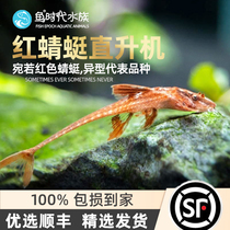 Fish Age] Red Dragonfly Helicopter Profiled Tropical Freshwater Tool Grass Vat Small Clean Algae Removal Living Fish