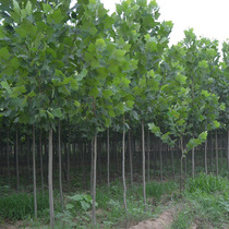 Landscaping seedling Wood road sapling Plant flower method Tong seedling French Sycamore seedling method Tong seedling Quick-growing method Tong