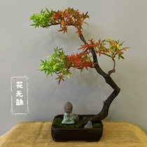 Japanese small leafy red maple maple room inner table all season potted plant red dancing Ji emulated maple for good raising and viewing leaves bonsai