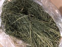 Fruit tree grass rabbit guinea pig dragon cat earth pluss black tail pasta hay main food transition ti Moses pituitary ear rabbit dwarf