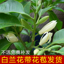  White Orchid potted grafting Yellow horn orchid Yellow Jujube Orchid White Magnolia Topaz Orchid seedlings Saplings Garden seedlings 