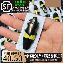 Sandelsen Gingiddin Bug Specimen Christochroa Saundersi Real Beetle Insect Art Collection