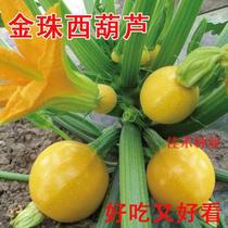 Golden beads zucchini seeds round short vines edible vegetable seeds balcony ornamental potted plants spring autumn sowing