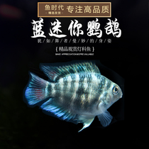Fish Age] Mini Parrot Fish Taiwan Small Mini Parrot Platinum Blue Ornamental Fish Living Tropical Fish