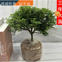 Qingxu bonsai pepper potted plant large Wenzhu living room indoor mosquito repellent purification air absorption formaldehyde Green