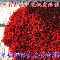 Fresh feeding fish bait small male insect large extra-large red worm live bait fish bait crucian carp wild fishing earthworm living Shunfeng