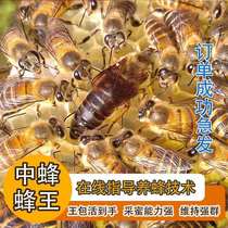 Chinese bee Queen bee seed king High-quality seed Good seed High-yield bee Queen bee live spawning king Two-color hybrid virgin king