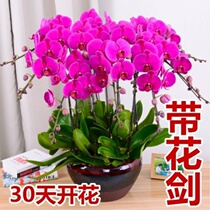 Butterfly Lana with flower bud double sword and real flower large seedling high-end indoor flower flower plant Four Seasons Easy to live family to raise the table