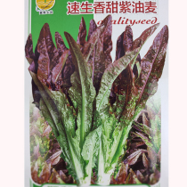 Red oil wheat seed lettuce seed lettuce seed spring autumn season sown high yield vegetable balcony potted seed farm seed farm seed