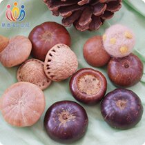 Waldorf Life Museum Kids Natural Toys Walnut Horseshoe Seeds Kindergarten Four Seasons Table Setting