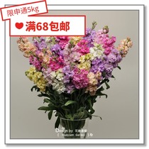Flower edge Pickles Imported Flower Seeds * Pan Am * Cut Violet * Case Series 10