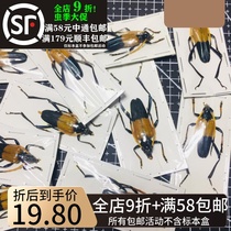 Java Thick Sky Bull Specimen Orange Broadband Sky Bull Pachyteria javana beetle insect specimen real worm