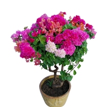 Triangle plum sapling garden climbing flowers Four Seasons flowering double petal triangle plum potted plant delivery with leaves