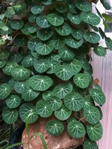 Red rattan green vine blood Vine Mountain Turtle Golden do not change climbing vine green plant wall indoor courtyard desk potted meat