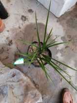 Potted Dwarf Hui (5-8 seedlings) without pots