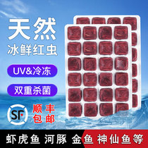 Watch fish and shrimp tiger fish small river guinea dog head diving boat fish food feed red nematode oenfish special goldfish freeze