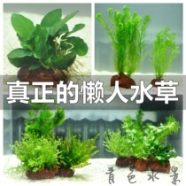 Purification of aquatic plants in the fish tank of flowers and grass aquarium tropical fish breeding ecological tank cold water set planting view