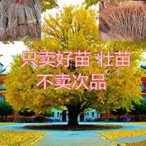 Saplings cover the ground floor of the demolition Miao Miao Miao Miao Miao Miao Miao Miao Miao Plant Walkway Green Seedlings