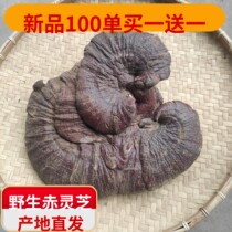 Forest Love Wild Tropical Lingzhi Hot Red Lingzhi big Dot more than 12 cm Big barege free slices