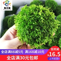 Fish City Moss Water plant hemisphere Moss hemisphere Moss water plant Moss ornamental shrimp Farm Moss hemisphere water plant