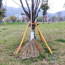 Bamboo sweep cleaning the sanitation road sweep the household courtyard to sweep the broomstick bamboo manufacturing site outdoor