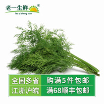 (Old one fresh) fresh Dill grass Dill grass Earth fennel saber 250g