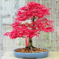 Japanese red maple red ribbon potted red maple red maple potted high-grade plant red fire with soil hair