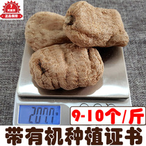 Caoyiyan Wutianma dry goods 500g Yunnan Zhaotong Xiaopaoda Tianma non-wild Super-generation slicing powder