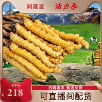 (Tibet Straight Hair) Fresh Cordyceps Sinensis Dried Cordyceps Sinensis gift box 3 grams gift box