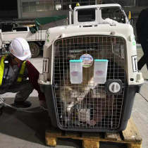 Pet air box dog medium and large large dog suitcase cat teddy golden retriever checked air box portable car