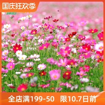 Gesang flower seed seed cosmos zinnias all Seasons Bloom constantly spring balcony garden flower plants easy to live