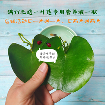 Buy one get one free promotion one leaf lotus bowl lotus flowering hydroponic plant indoor flower potted heart type aquatic green plant