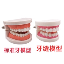 Dental model mold dental model dental teaching dental model kindergarten teaching adult full mouth standard model