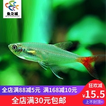 Lamp fish Lamp fish live red-tailed glass fish Vitreous lamp Glass fish lamp live transparent glass fish live