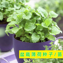 Mint seed seed seed edible cat lemon Spearmint veranda balcony potted four seasons flower seedlings autumn planting